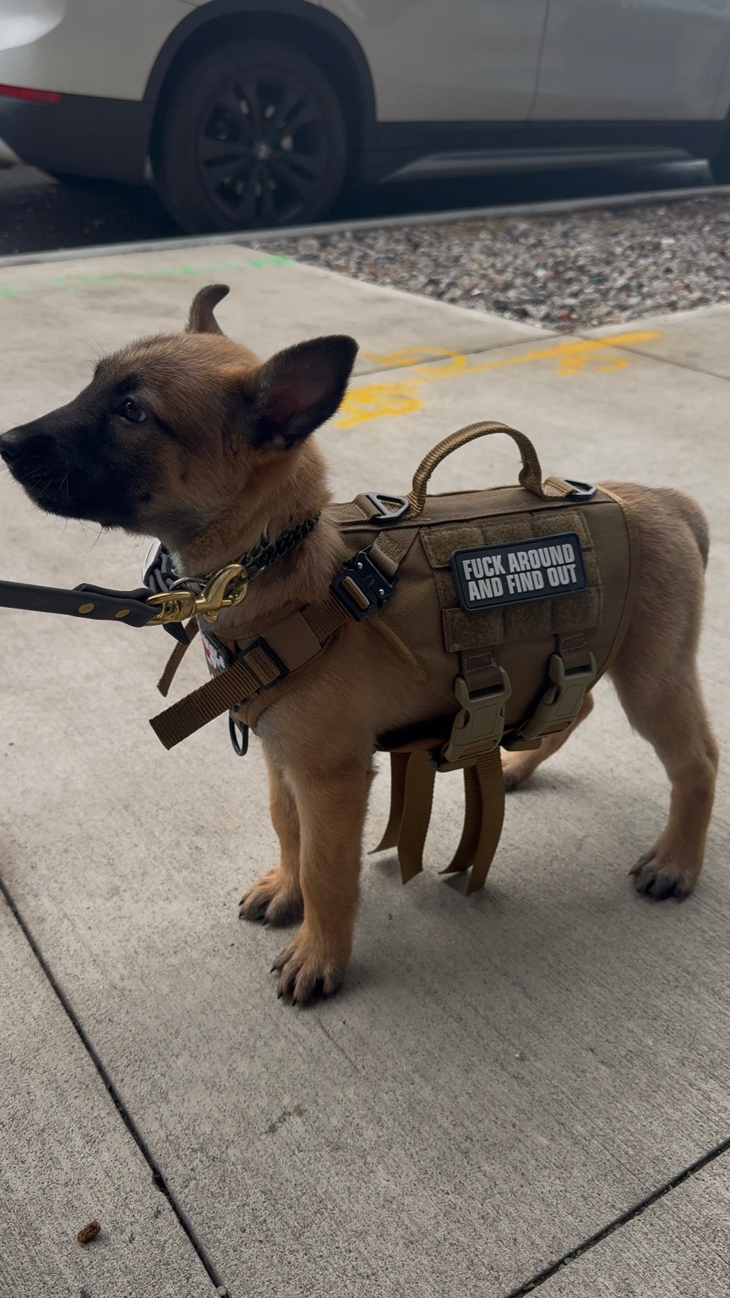 IronPaw Tactical Dog Harness