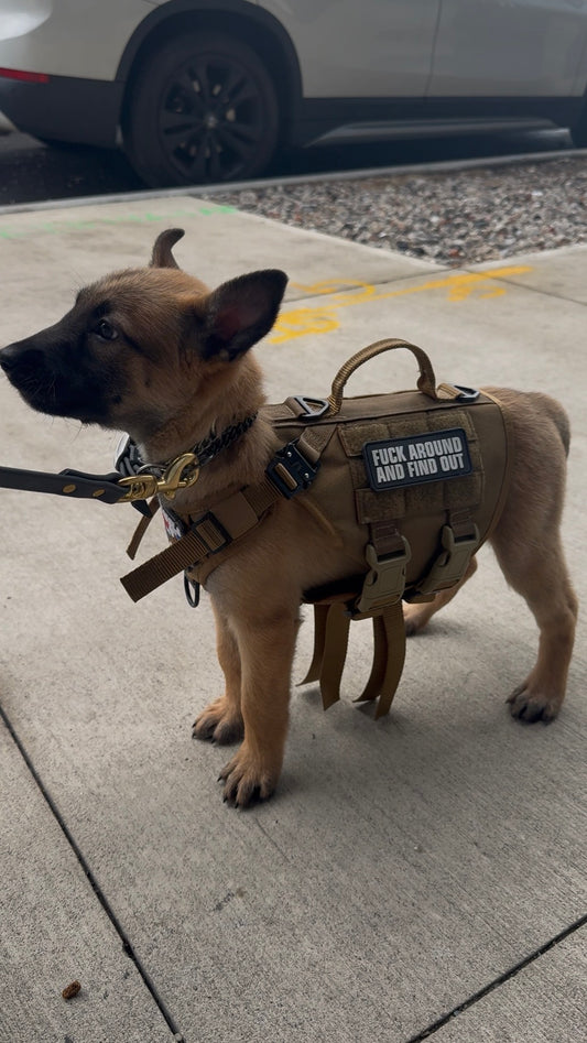 IronPaw Tactical Dog Harness