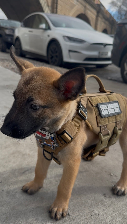 IronPaw Tactical Dog Harness